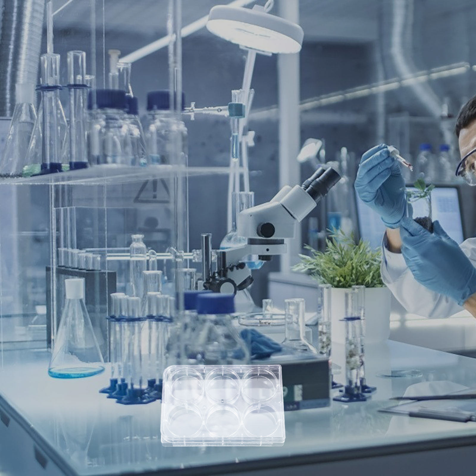 Piastra per colture cellulari  - Lab Equipment recensione e prezzo